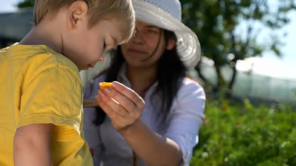 Enfant Mange Des Fruits Mère Donne Enfant Mûr Abricots Frais — Video