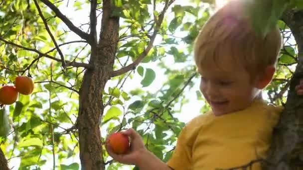 Boy Picks Apricot Branch Gives Parents Hand Movimento Lento Velocidade — Vídeo de Stock