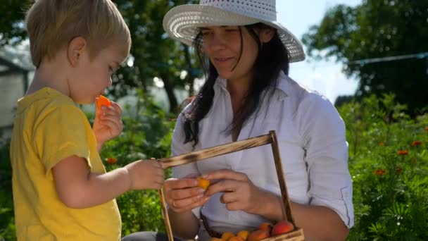 子供は果物を食べる 裏庭で子供の熟した新鮮な集まりのアプリコットを母親が与えます 2倍スローモーション 2スピード60 Fps — ストック動画