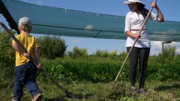 Γυναίκα Καλλιεργεί Καλλιέργεια Στην Πίσω Αυλή Αργή Κίνηση Ταχύτητα Fps — Αρχείο Βίντεο