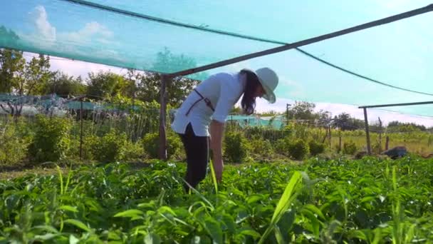 Woman Inspects Bell Pepper Plants Farming Backyard Slow Motion Fps — Stock Video