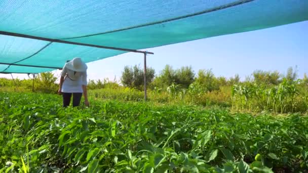 Perempuan Memeriksa Bell Pepper Plants Bertani Halaman Belakang Gerakan Lambat — Stok Video