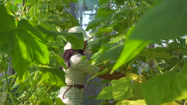 Mujer Recoge Pepinos Invernadero Agricultura Orgánica Cámara Lenta Velocidad Fps — Vídeos de Stock