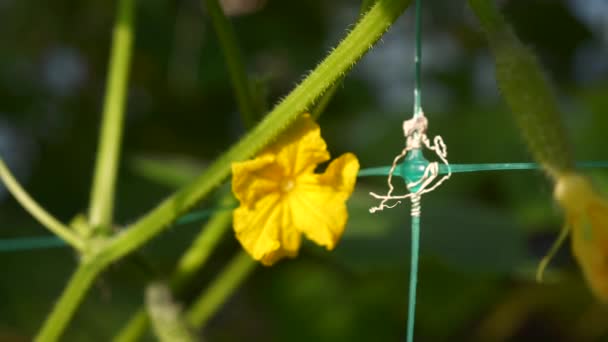 温室中的特写黄瓜开花花 有机耕作 — 图库视频影像