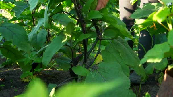 Arka Bahçede Patlıcan Kıracağı Olan Kadın — Stok video