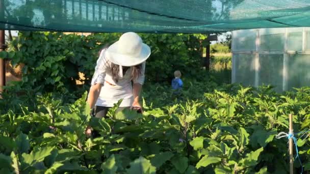Woman Child Pick Aubergine Eggplant Backyard Garden — Stock Video