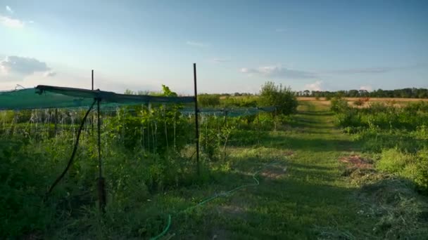 Vegetais Crescem Quintal Fazenda — Vídeo de Stock