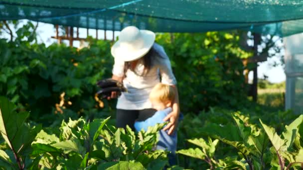 Woman Child Pick Aubergine Eggplant Backyard Garden — Stock Video
