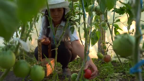 Femme Cueillette Tomates Serre — Video