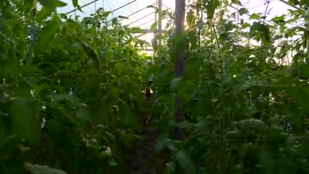 Woman Gathering Tomatoes Greenhouse — Stock Video