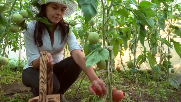 Mulher Recolhendo Tomates Estufa — Vídeo de Stock
