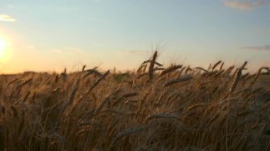 Kurumuş Sarı Ekin Tarlasında Buğday Kulağı ve Akşam Günbatımı Gökyüzü