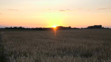 Arpa Tarlası 'nda gün batımı. Akşam Kırsal Sahnesi