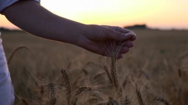 Kadın El Buğday Kulağı. Arkaplanda Günbatımı