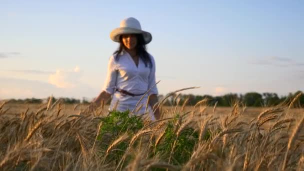 Žena Kráčí Dotýká Pšeničné Uši Sušeném Žlutém Poli Večerním Západu — Stock video