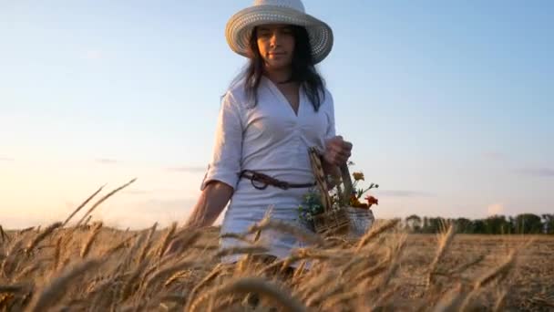 Woman Walks Touches Wheat Ears Dried Yellow Crop Field Evening — 비디오