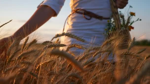 Žena Kráčí Dotýká Pšeničné Uši Sušeném Žlutém Poli Večerním Západu — Stock video