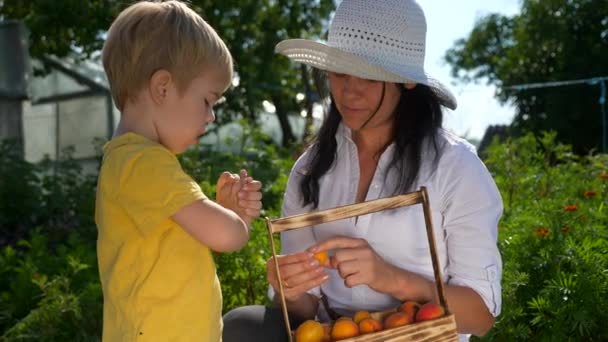 Dítě Ovoce Matka Dává Dítěti Zralé Čerstvé Shromážděné Meruňky Zahradě — Stock video