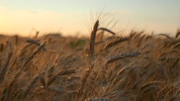 Pšeničné Uši Sušeném Žlutém Poli Večerní Zapadající Obloze — Stock video