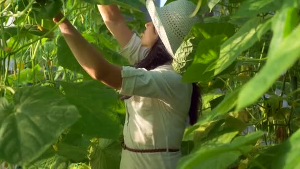 Vrouw Plukt Komkommers Kas Biologische Landbouw Slow Motion Snelheid Fps — Stockvideo