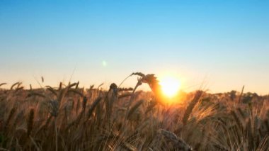 Sabah Gündoğumu Buğday Kulakları Parlasa da