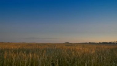 Arpa Tarlasında Gün Doğumu. Kuraklıktan sonra kötü mahsul
