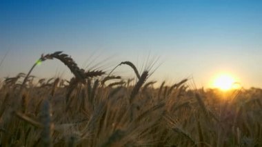 Sabah Gündoğumu Buğday Kulakları Parlasa da