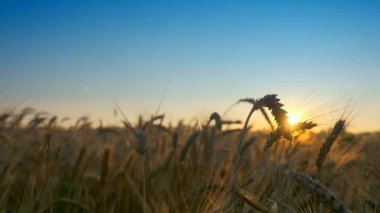 Sabah Gündoğumu Buğday Kulakları Parlasa da