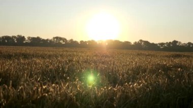 Arpa Tarlasında Gün Doğumu. Kuraklıktan sonra kötü mahsul