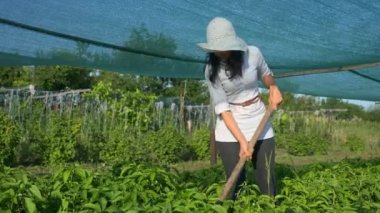 Kadın çiftçi Bell Pepper yetiştiriyor. Çiftliğin arka bahçesindeki çapayla yabani otları temizleme