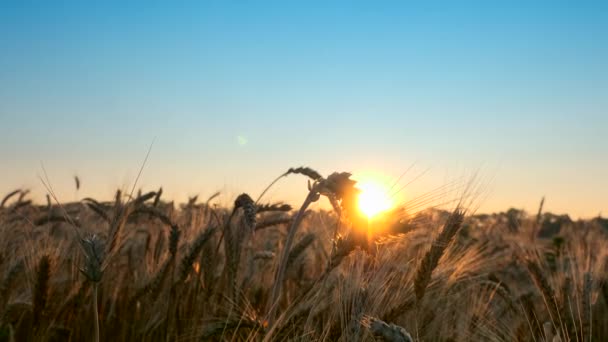 Morning Sunrise Shine Though Wheat Ears — Stock Video