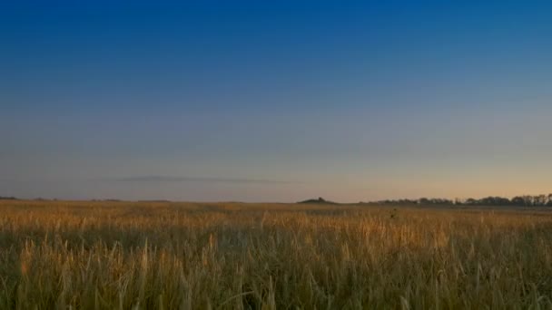 Morgen Solopgang Barley Field Dårlig Afgrøde Efter Tørke – Stock-video