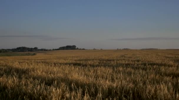 Mattina Alba Sul Campo Orzo Cattivo Raccolto Dopo Una Siccità — Video Stock