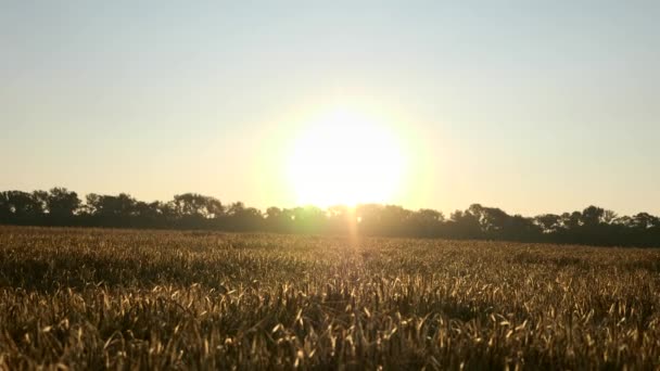 Lever de soleil matinal sur Barley Field. Mauvaise récolte après une sécheresse