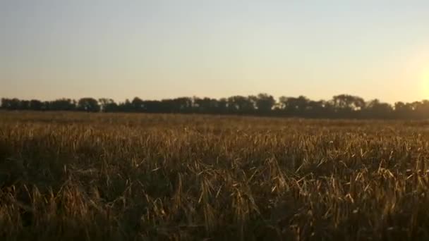 Mañana Amanece Sobre Campo Cebada Cultivo Malo Después Una Sequía — Vídeo de stock