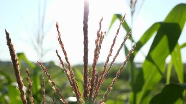 Close Corn Ohr Tau Auf Blättern Ländliche Szene Auf Dem — Stockvideo