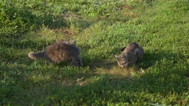 Katt Äter Byte Och Försvarar Med Tass Från Annan Rival — Stockvideo