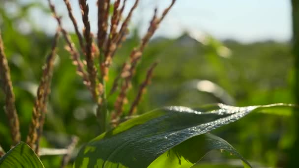 Zbliżenie Uszy Kukurydzy Rosa Liściach Scena Wiejska Gospodarstwie Wiejskim — Wideo stockowe