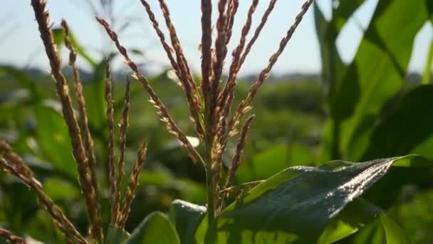 Tutup Telinga Jagung Dew Leaves Adegan Perdesaan Pertanian Negara — Stok Video