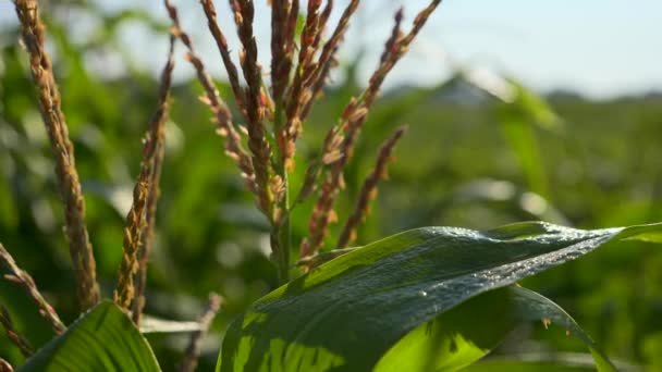 Tutup Telinga Jagung Dew Leaves Adegan Perdesaan Pertanian Negara — Stok Video