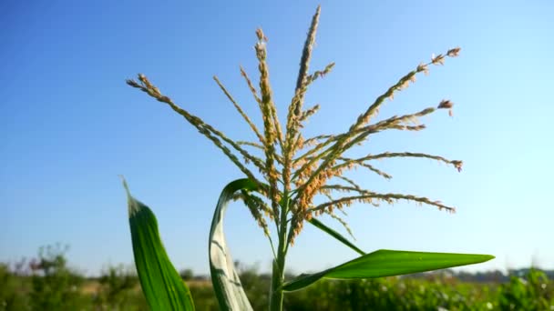 Zblízka Kukuřičné Ucho Dew Leaves Venkovská Scéna Venkovské Farmě — Stock video