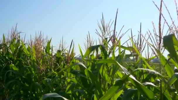Zbliżenie Uszy Kukurydzy Rosa Liściach Scena Wiejska Gospodarstwie Wiejskim — Wideo stockowe