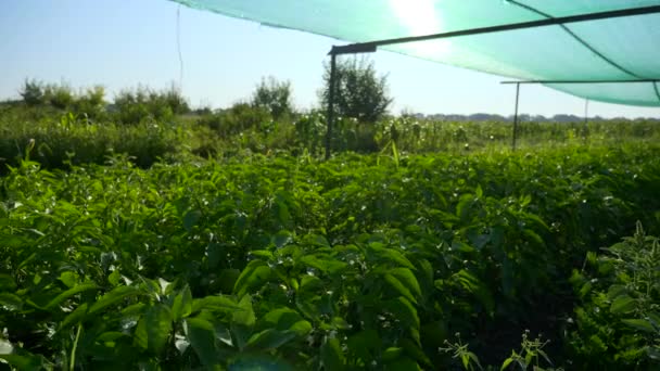 Vrouwelijke Boer Die Bell Pepper Kweekt Onkruid Verwijderen Met Schoffel — Stockvideo