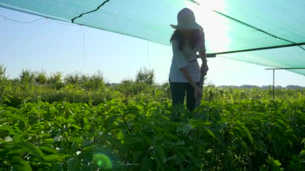 페퍼를 재배하는 재배자 잡초를 제거하는 뜰에서 — 비디오