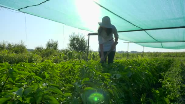 Vrouwelijke Boer Die Bell Pepper Kweekt Onkruid Verwijderen Met Schoffel — Stockvideo