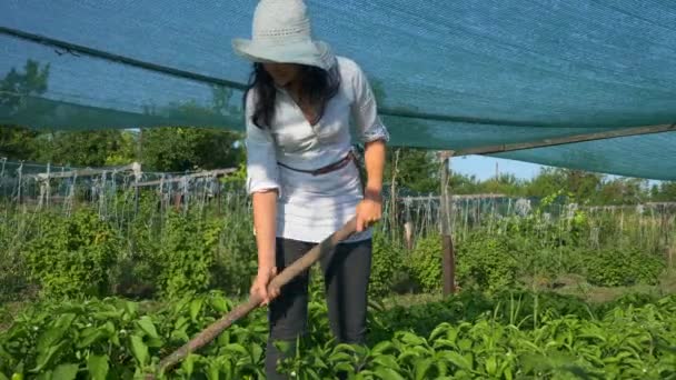 Female Farmer Cultivating Bell Pepper Weeding Remove Weed Hoe Farm — Stock Video