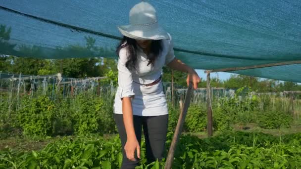 Γυναίκα Αγρότισσα Καλλιεργεί Πιπεριά Weeding Κατάργηση Ζιζανίων Τρύπα Στο Αγρόκτημα — Αρχείο Βίντεο