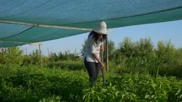 Female Farmer Cultivating Bell Pepper Weeding Remove Weed Hoe Farm — Stock Video