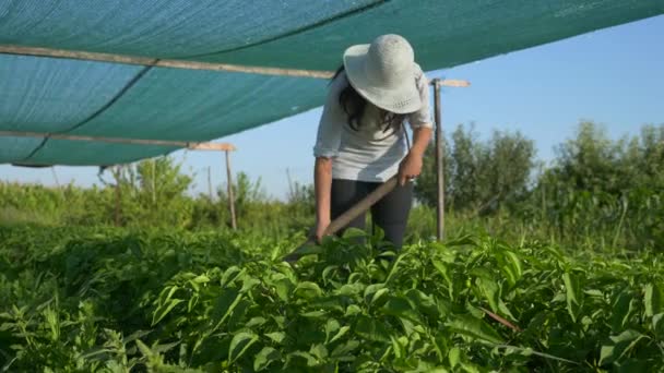 Vrouwelijke Boer Die Bell Pepper Kweekt Onkruid Verwijderen Met Schoffel — Stockvideo