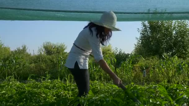 Female Farmer Cultivating Bell Pepper Weeding Remove Weed Hoe Farm — Stock Video